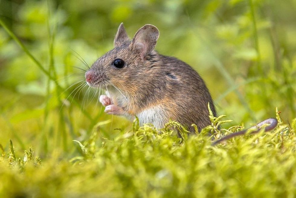 Cute wild wood mouse sitting.