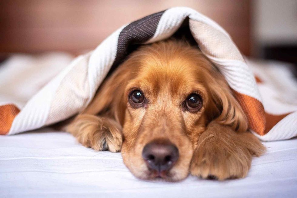 cutest names for funny dogs