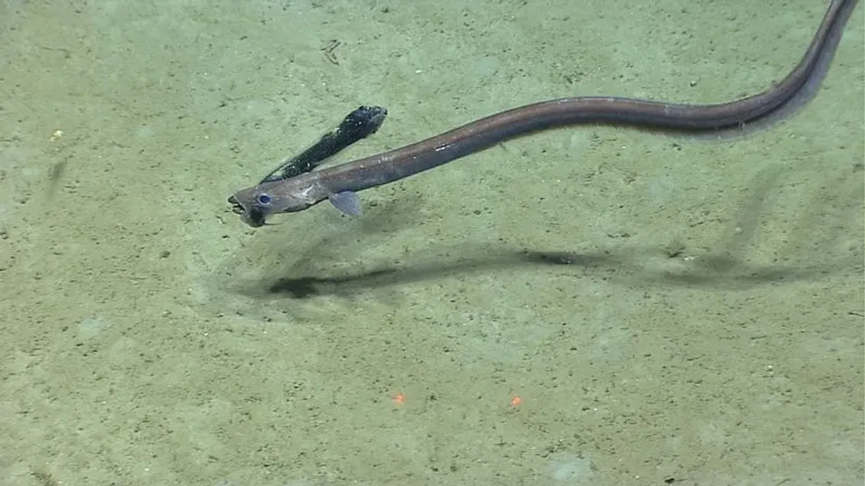 Cutthroat eel facts tell us that they prey on fish.