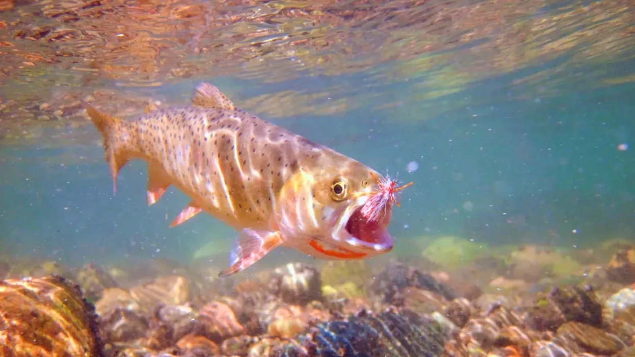 Cutthroat trout facts like the species spawn in spring are interesting.