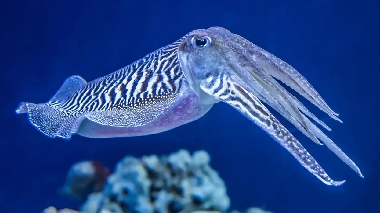 Cuttlefish facts are fascinating to look at!