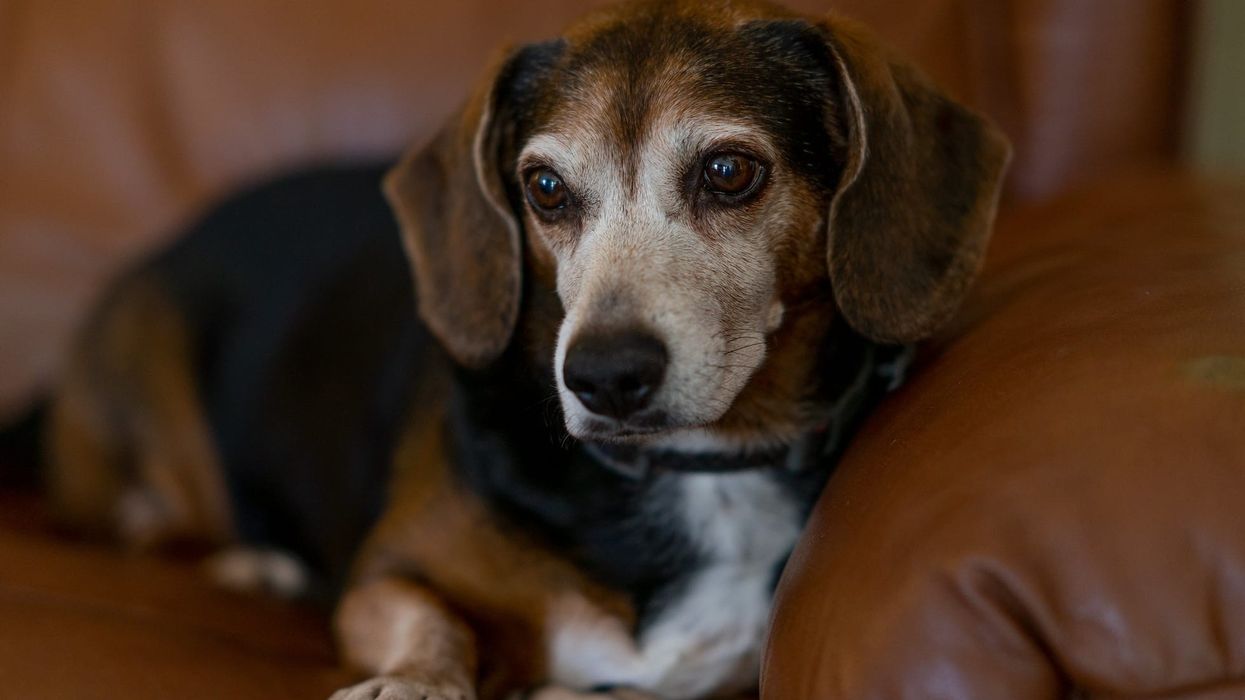Dachshund beagle mix facts about the hybrid dog