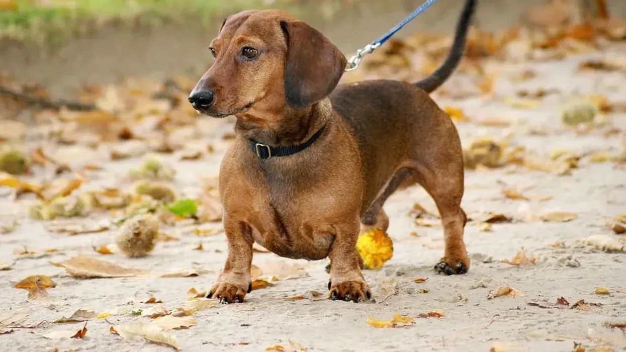 Dachshund facts about this small size breed will help you understand them better.
