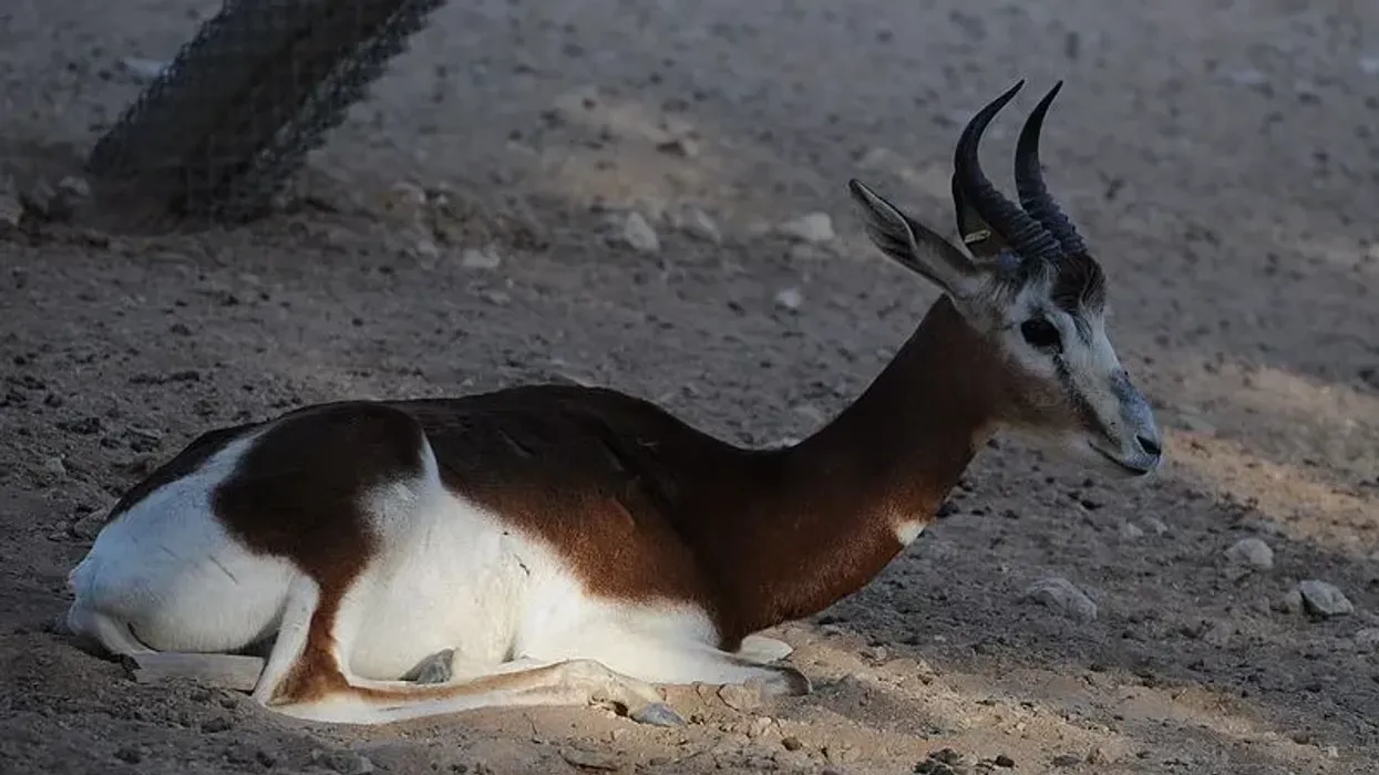 Dama gazelle facts are about thiw beautiful but critically endangered desert animal species.