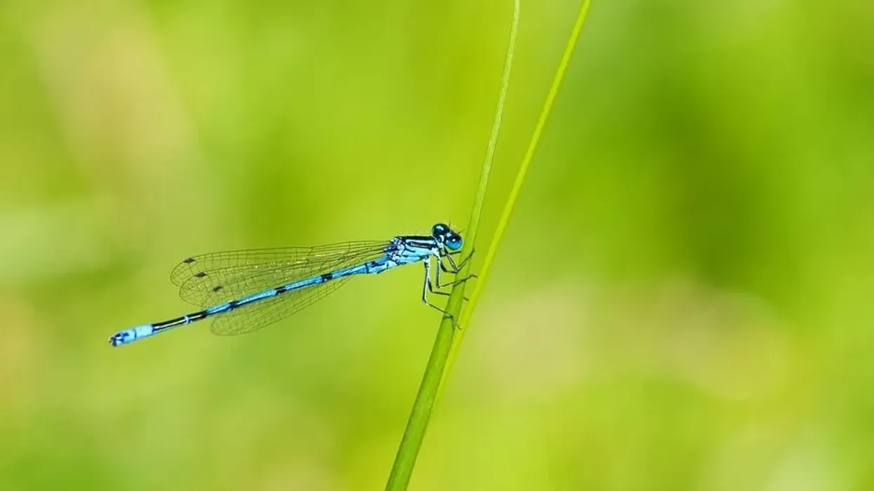 Damselfly facts are intriguing to read about