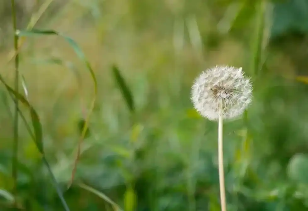 Dandelions are one of nature's most beautiful flowers.