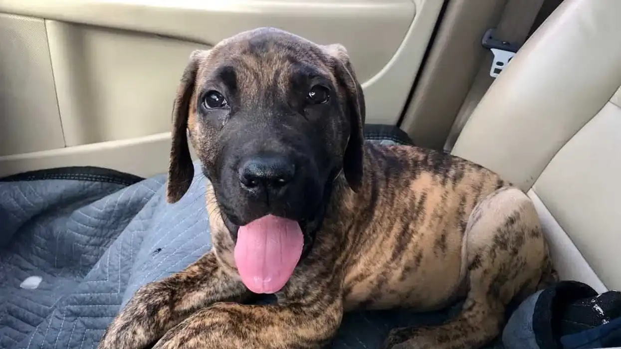 Daniff facts about the guard dog breed