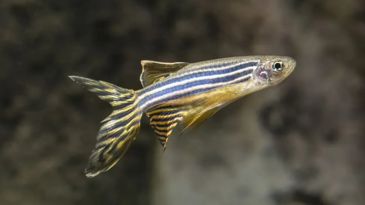Danio facts about the small freshwater fish native to southeast Asia.