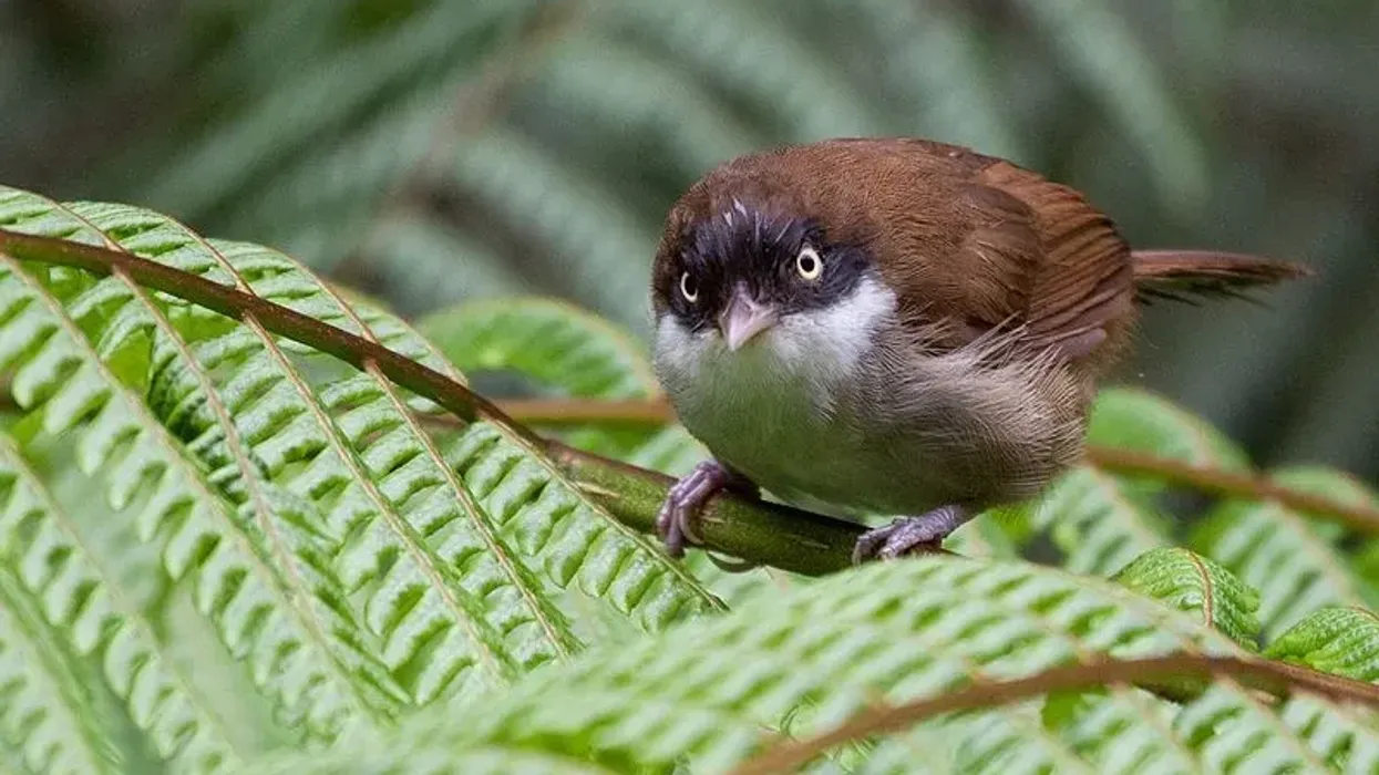 Dark-fronted babbler facts such as this bird is found in Sri Lanka and the western ghats of India.