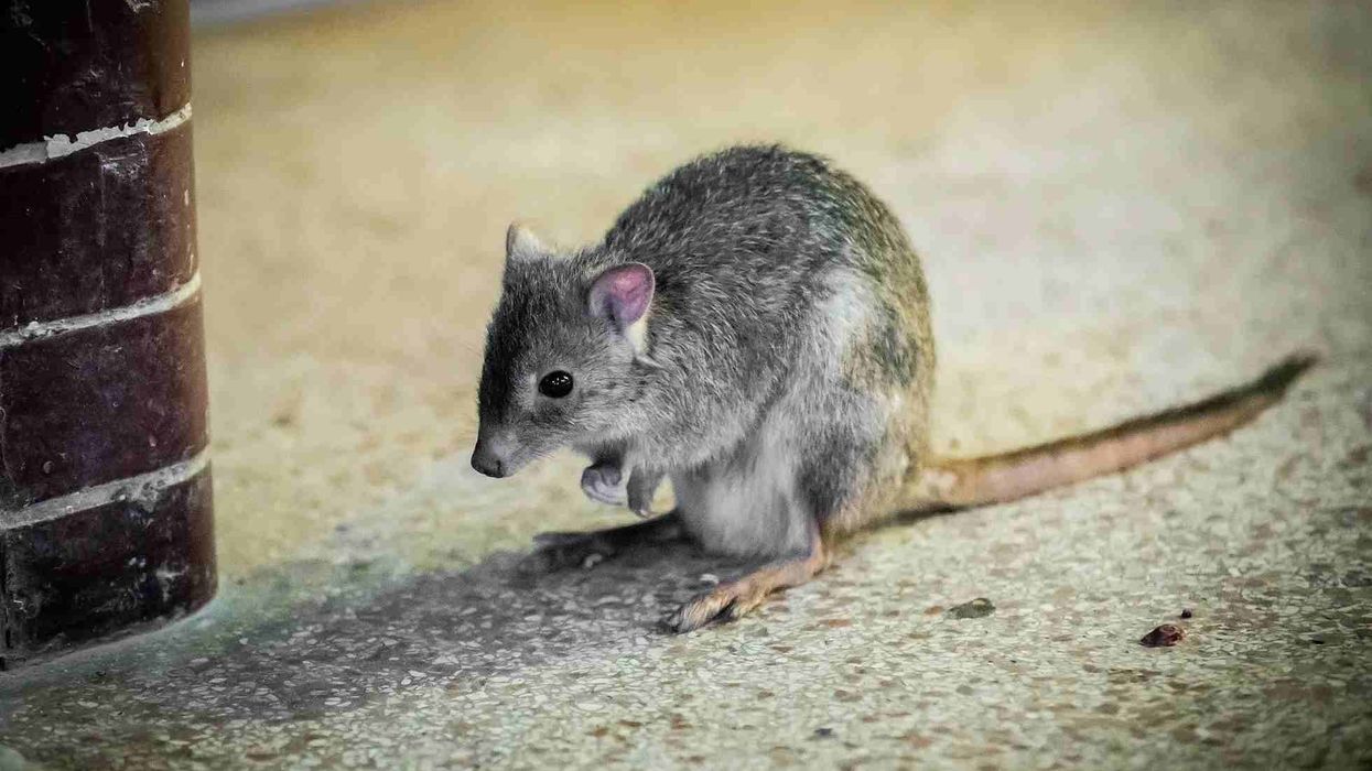 Dark kangaroo mouse facts about the small mammals known as pocket mice