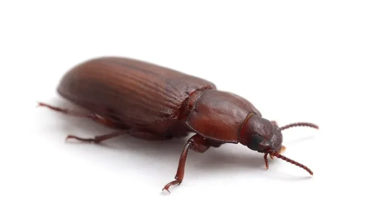 Darkling beetle facts include facts about their larvae.