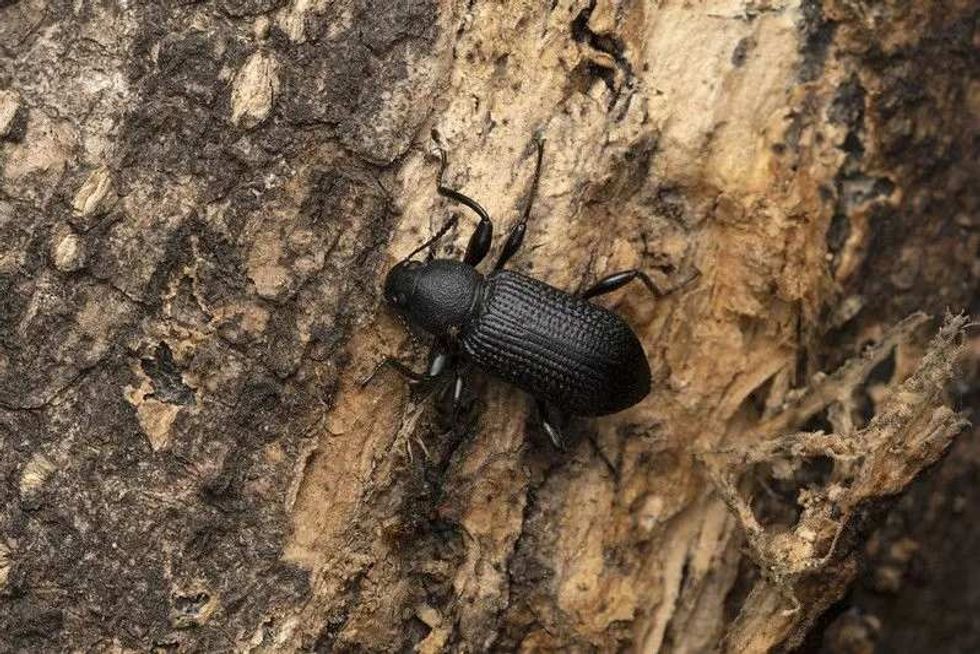 Fun Darkling Beetle Facts For Kids Kidadl