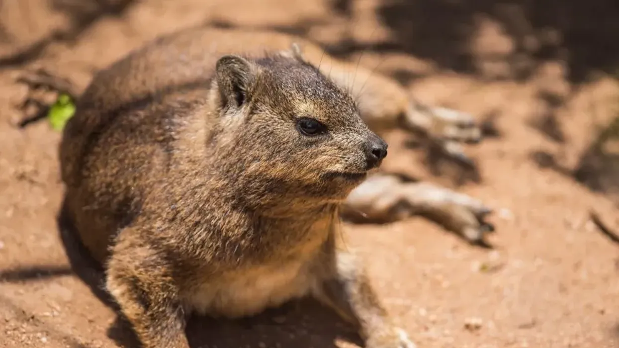 Dassie rat facts are interesting to read