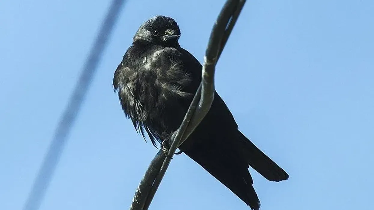 Daurian jackdaw facts talk about where this species occur, their genus, distribution, and description.