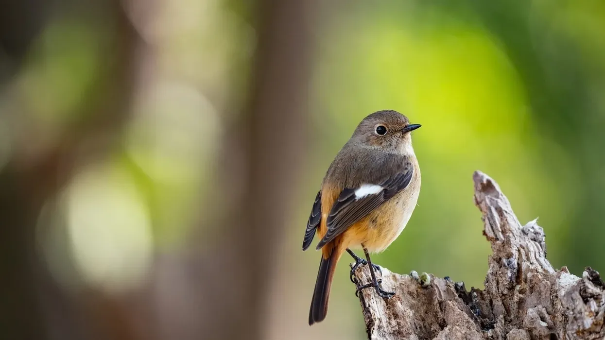 Daurian redstart facts shed light on this beautiful and graceful avian.