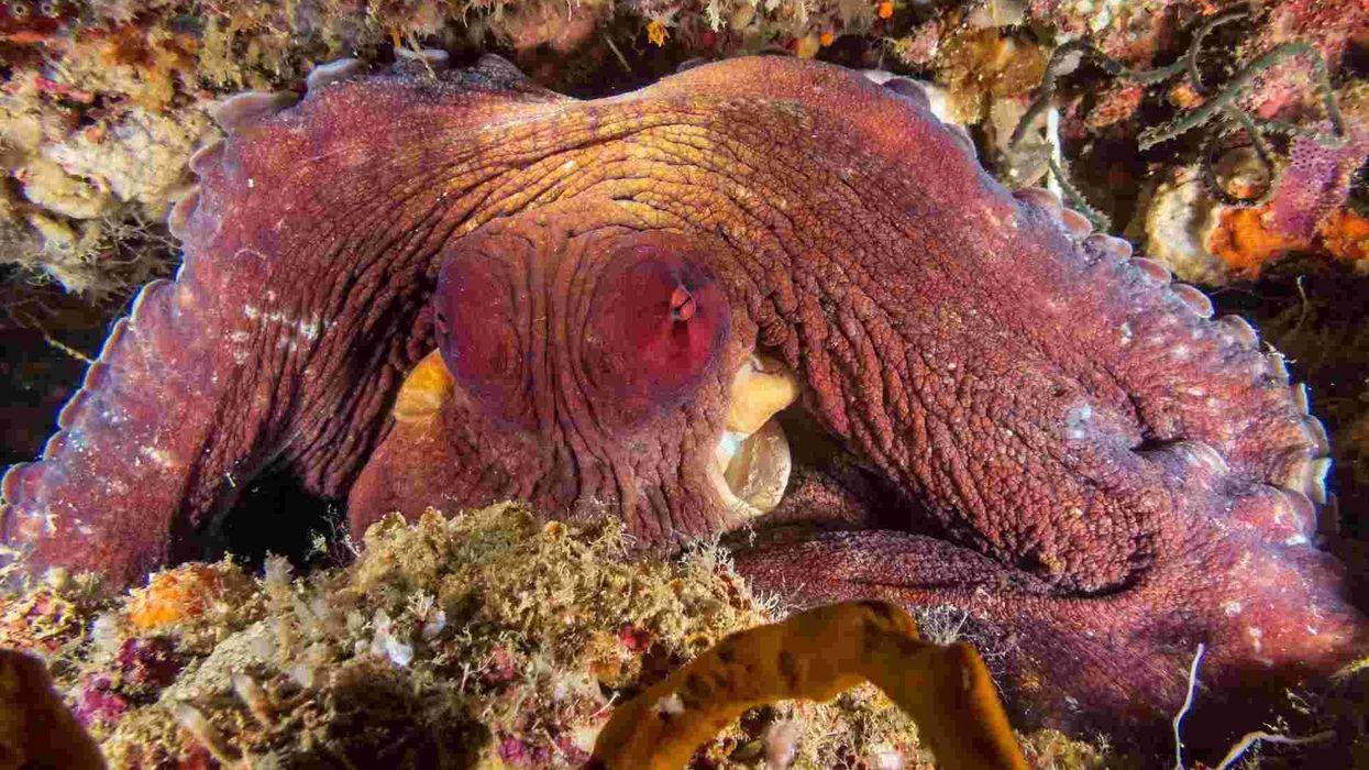 Day octopus facts will leave you spellbound!