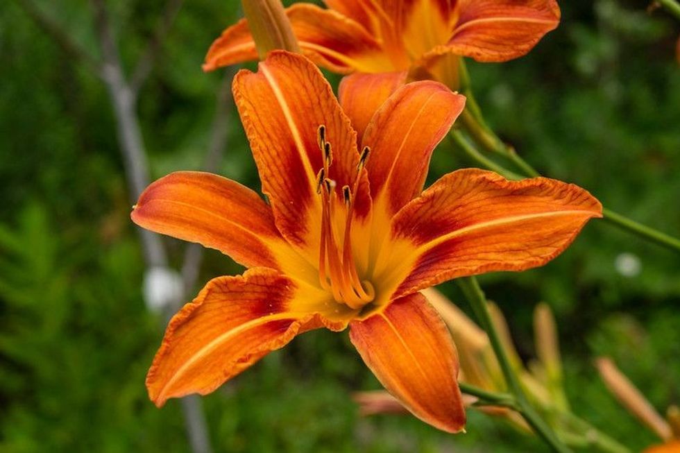 Daylily flower in the garden.