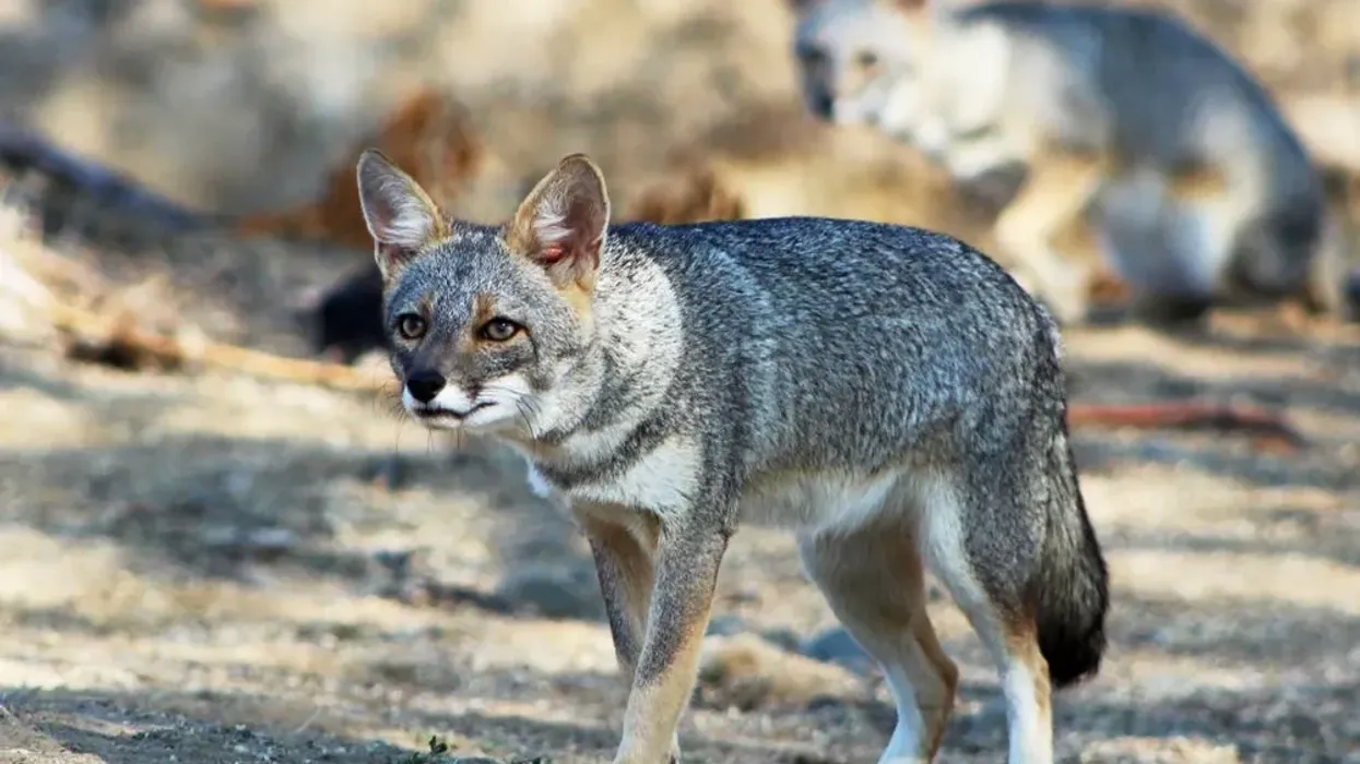 Dazzle yourself with these amazing Sechuran fox facts.