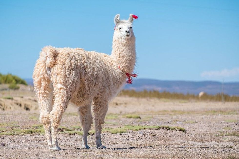 Decorated Llama standing alone in field
