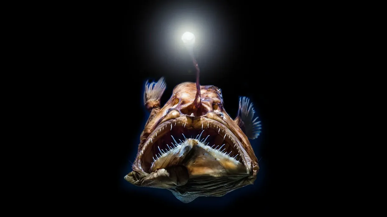 Deep-sea fish facts are interesting to read.