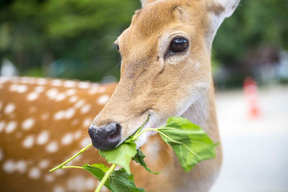 Deer eat leaves