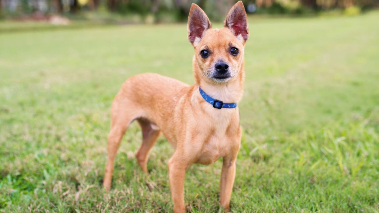 Deer Head Chihuahua facts talk about their attitude to strangers.