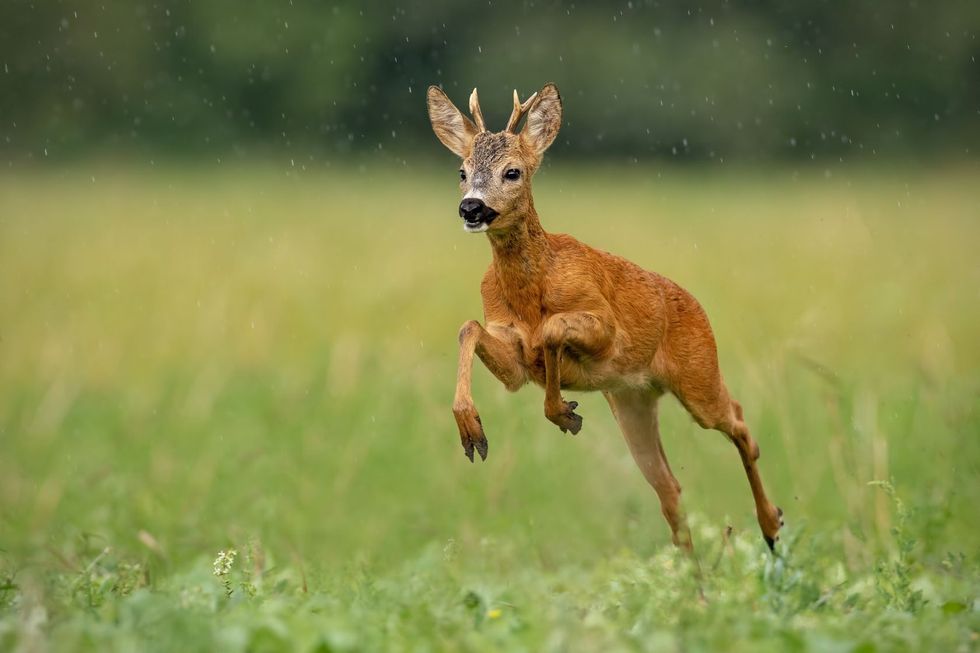 Deer running in the grass.