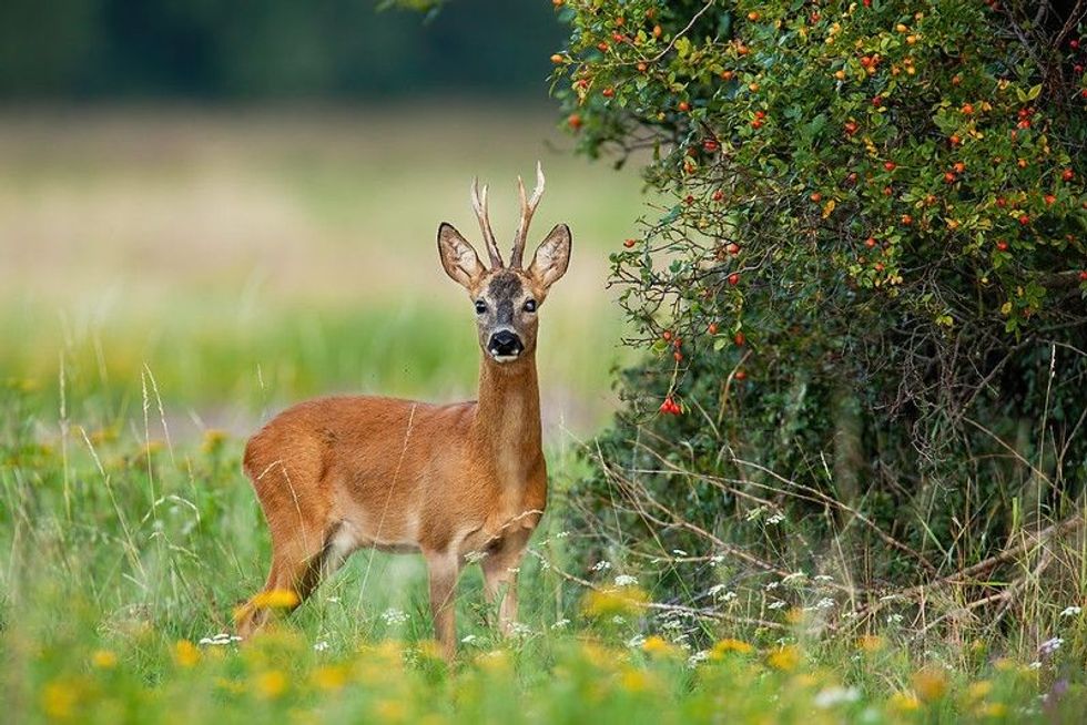 Deer standing by rosehip bush with red fruits.