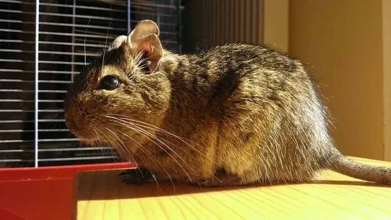Degu facts help you understand the Degu vs Chinchilla difference.