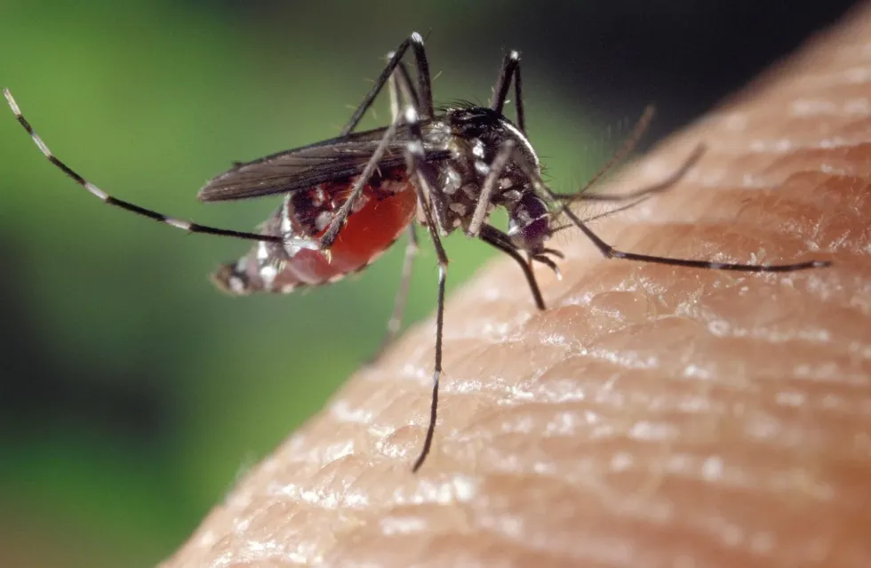 Dengue and Chikungunya are also caused due to mosquito bites!