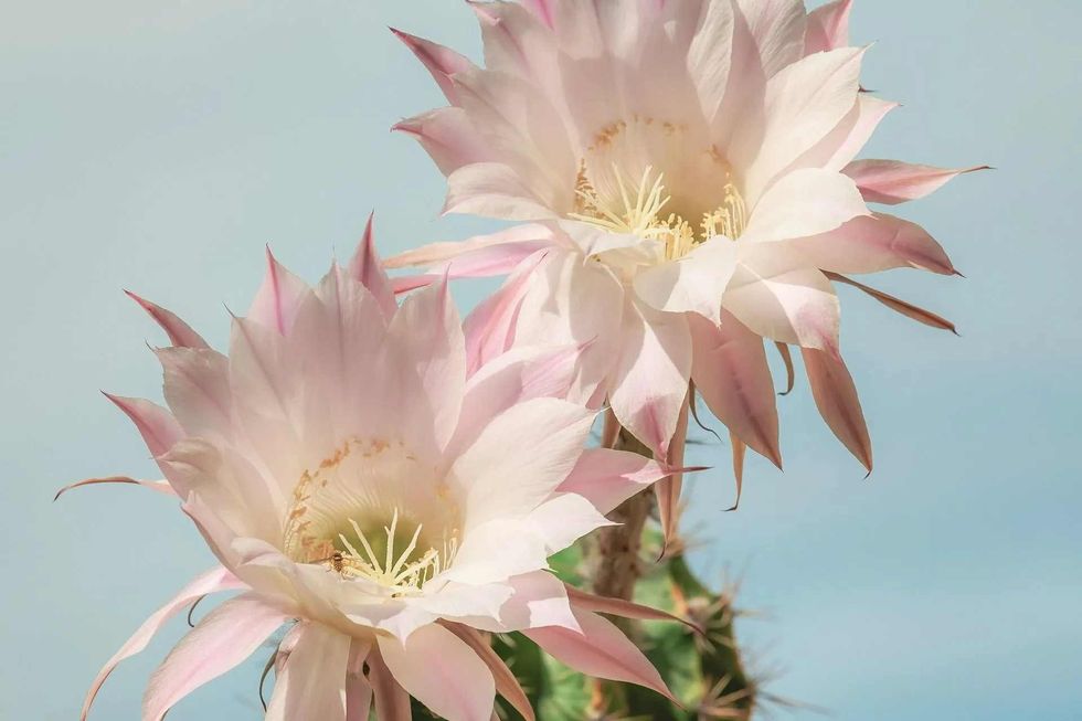 Depending on the species of the cactus plant