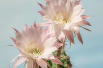 Depending on the species of the cactus plant