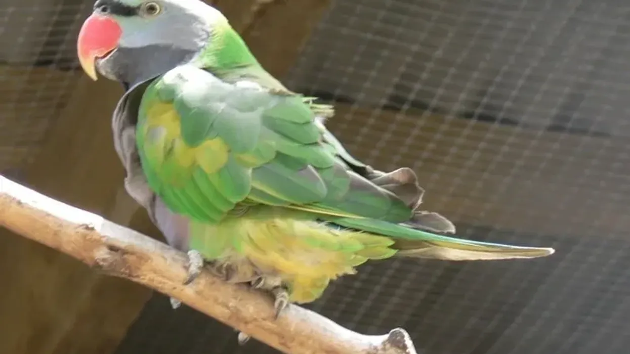 Derbyan parakeet facts, an affectionate, as well as amusing and intelligent bird