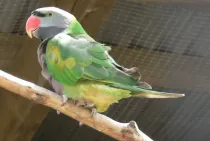 Derbyan parakeet facts, an affectionate, as well as amusing and intelligent bird