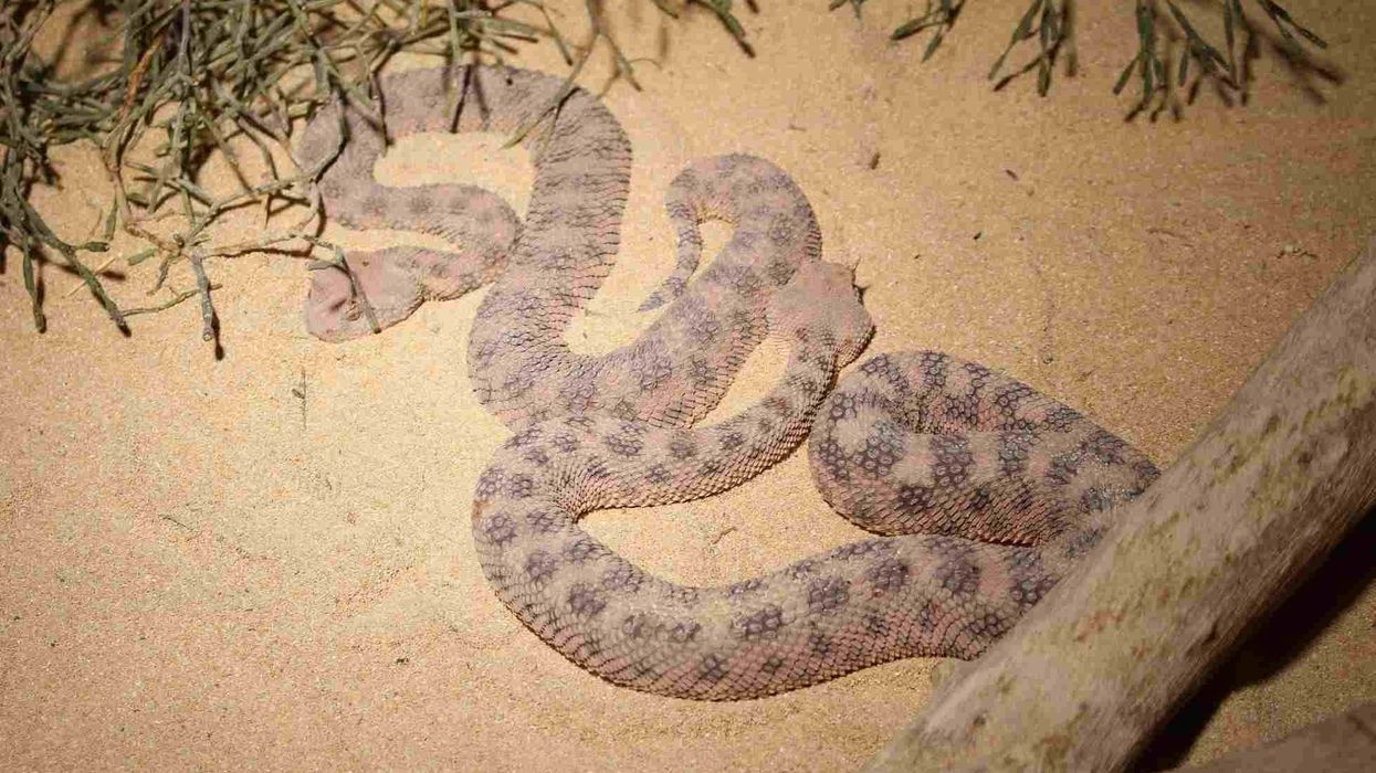 Desert Horned Viper facts about a viper with distinctive horns.