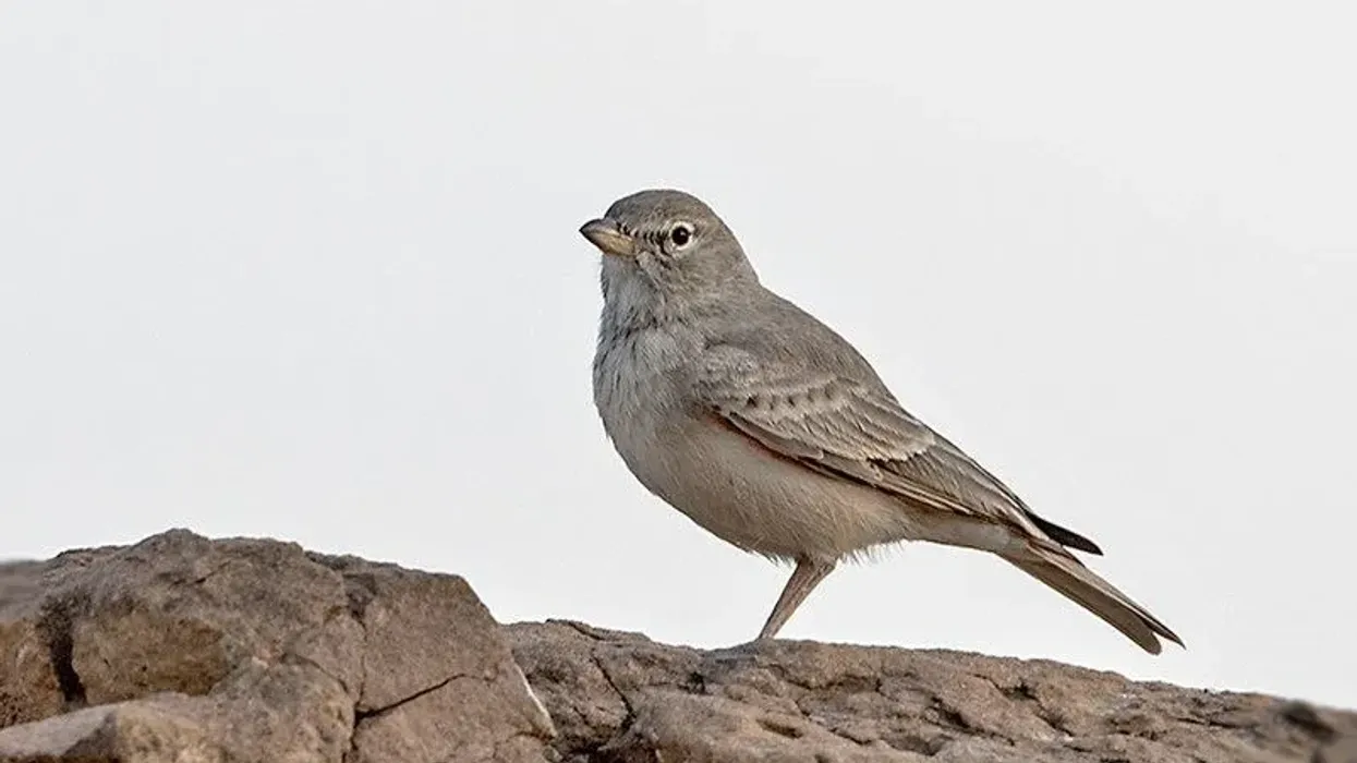 Desert lark facts are here to increase your lark species knowledge.