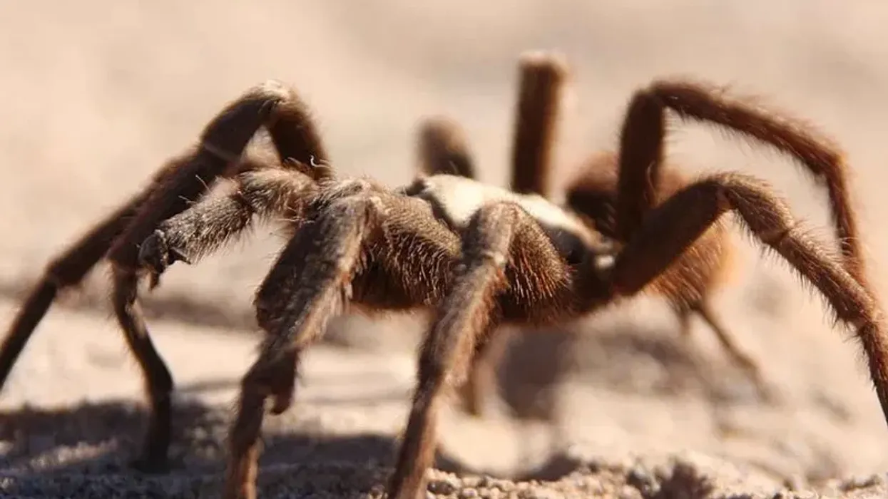 Desert tarantula facts such as, in the Sonoran Desert, the body of a desert tarantula can measure up to 4 in (10.16 cm), are interesting.