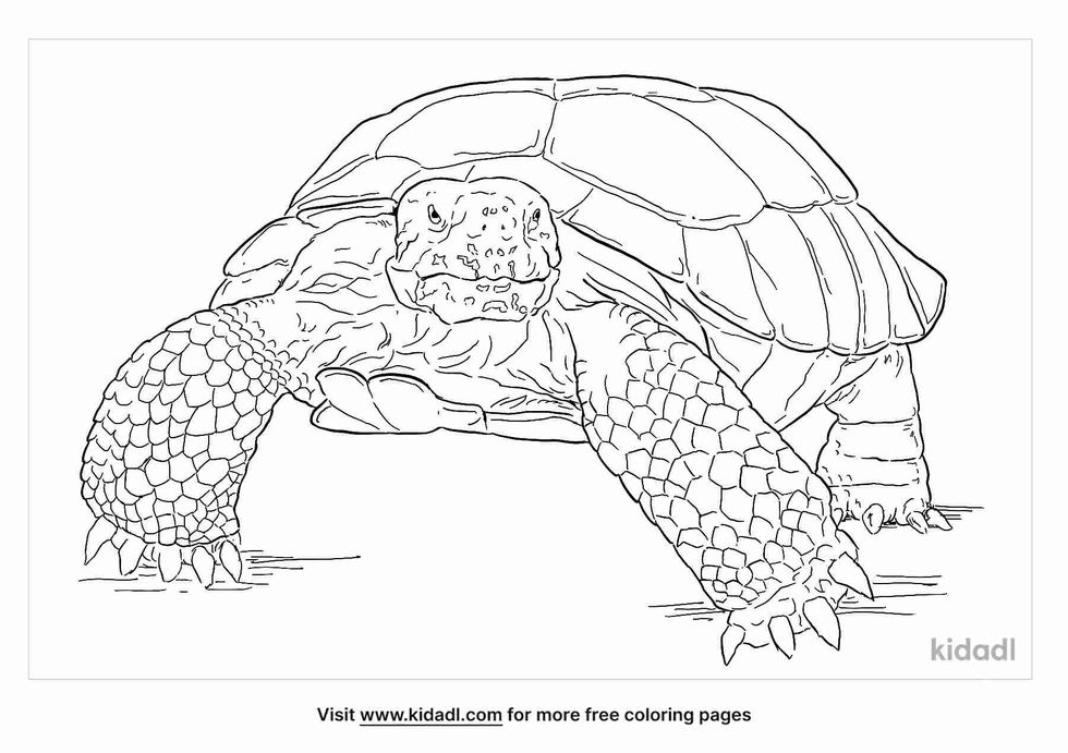 Desert Tortoise coloring pages for kids.