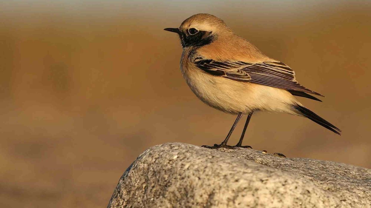 Desert wheatear facts tell us that it is a migratory bird.