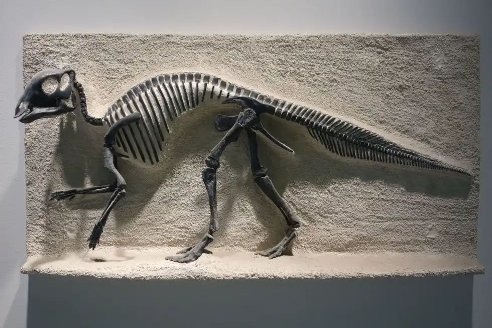 Detailed representation of Maiasaura fossil remains against a plain background.