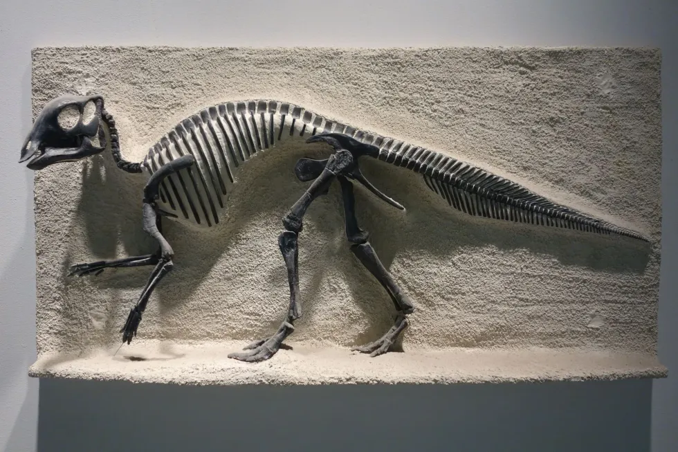Detailed representation of Maiasaura fossil remains against a plain background.