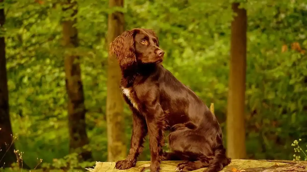 Deutscher Wachtelhund facts about the dogs also known as the German spaniels.