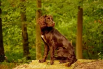 Deutscher Wachtelhund facts about the dogs also known as the German spaniels.