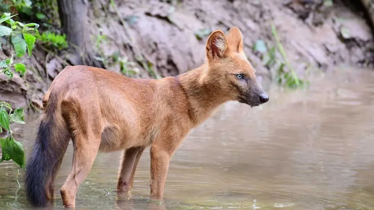 Dhole facts like they look like dogs but are quite different from them are interesting.