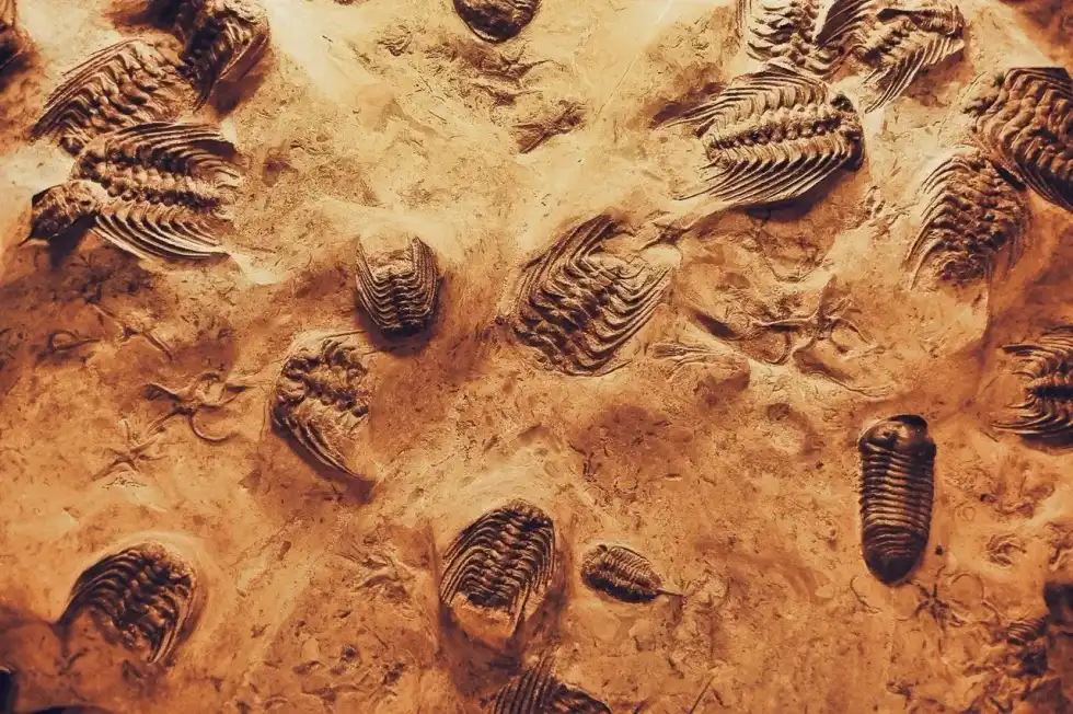 Dickinsonia fossil facts include facts about discovered fossils, Ediacaran fossils, different fossil records throughout natural history.