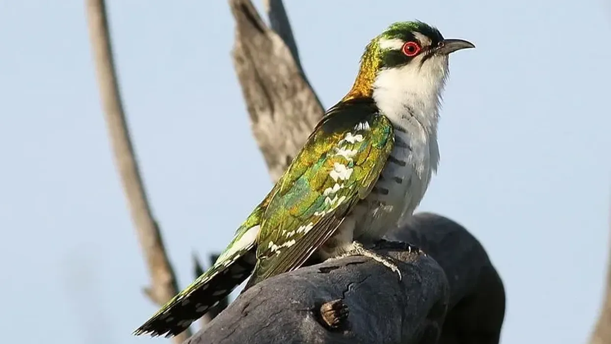 Diederick cuckoo facts, female lays eggs in the nest of other birds