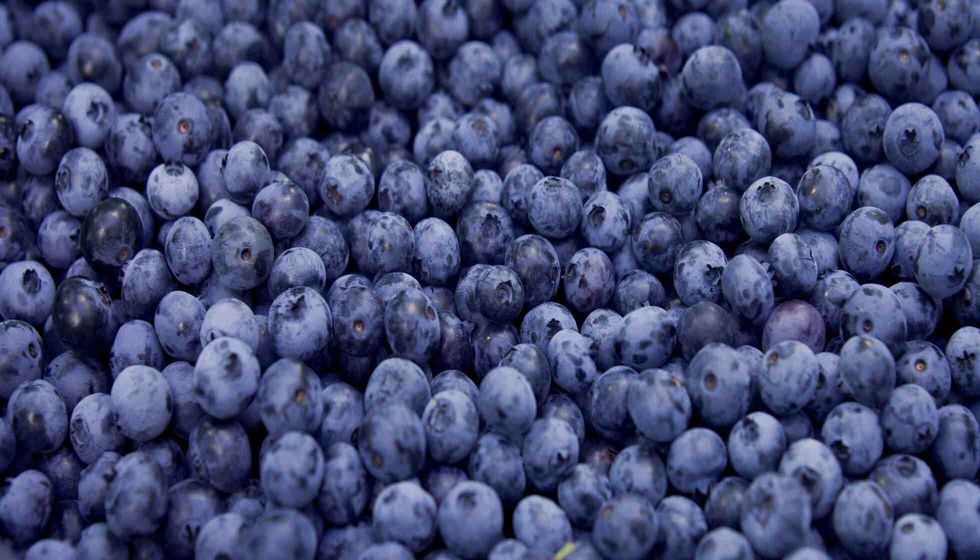 Difference between blueberries and huckleberries.