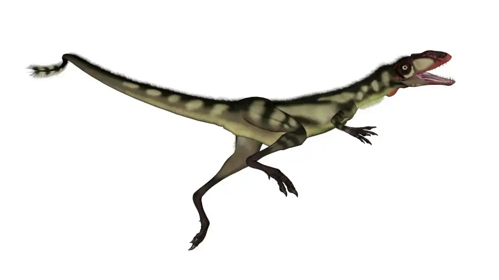 Dilong facts are about a warm-blooded dinosaur from China.