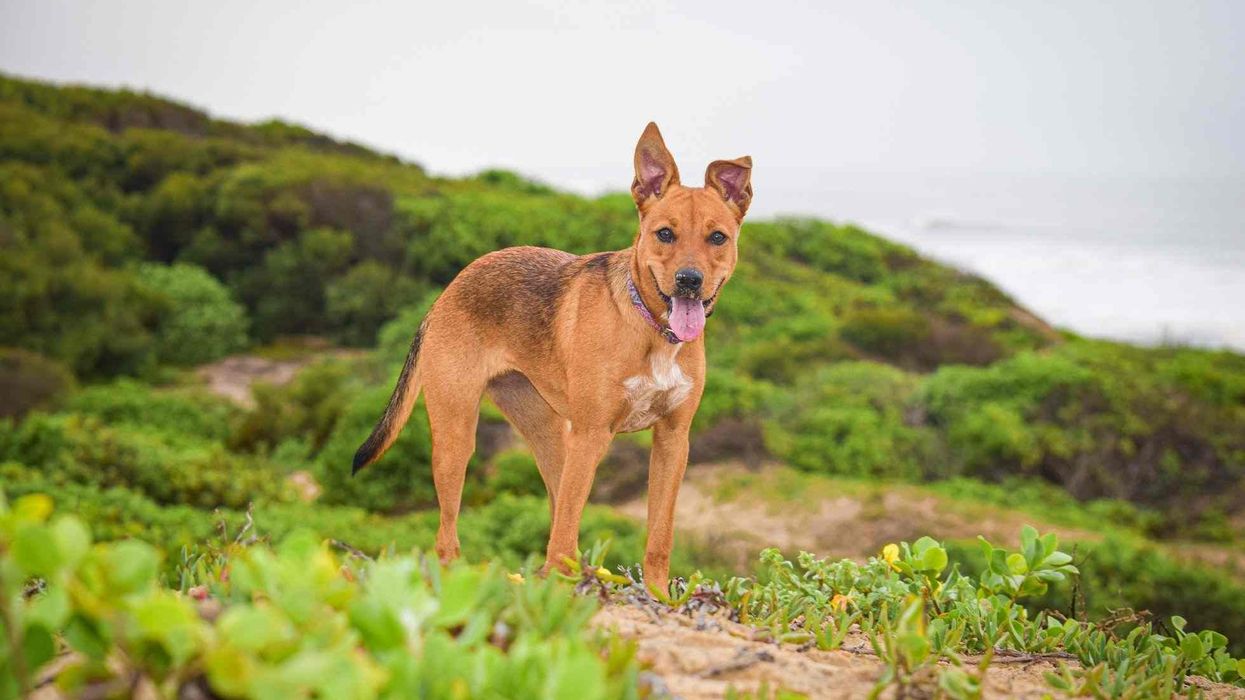 Dingo facts like that they are wild canines that live across the mainland of Australia are interesting.