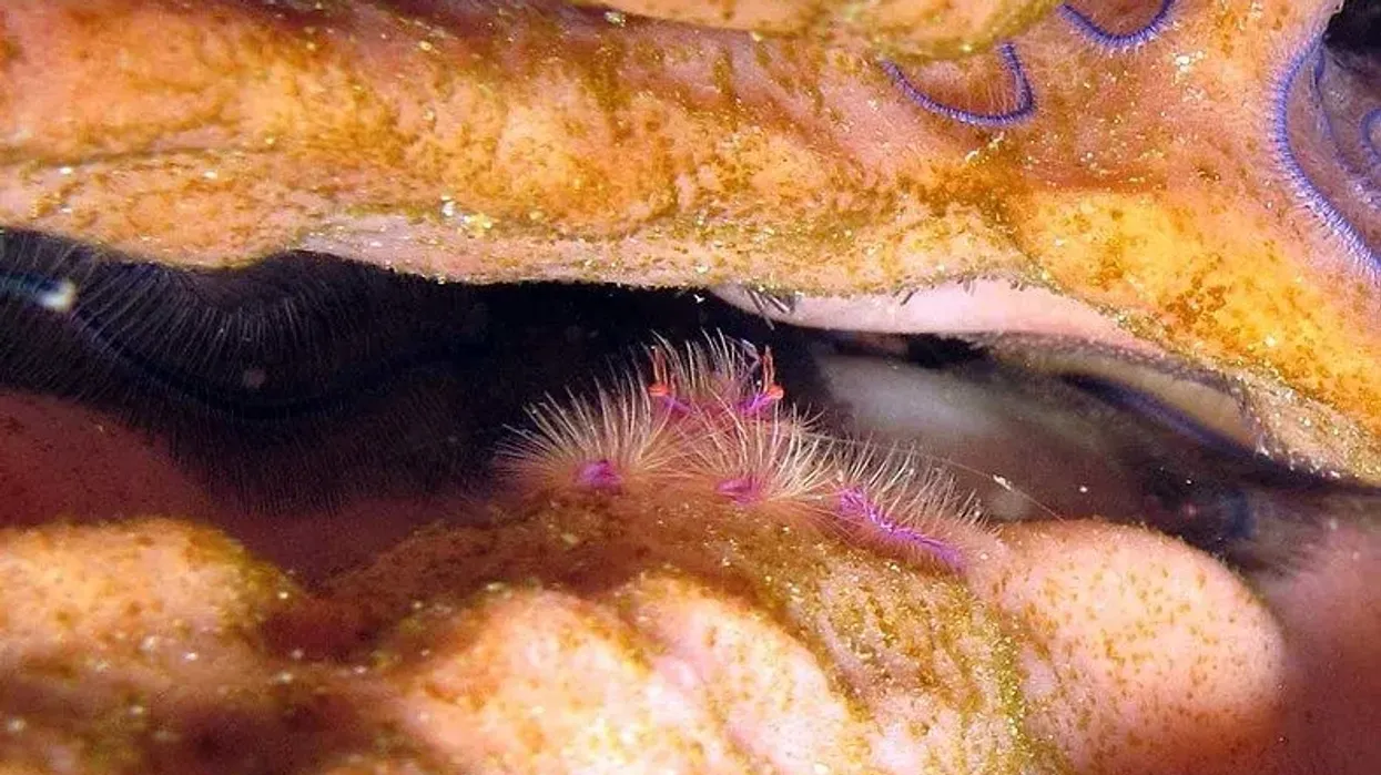 Discover 21 fascinating pink hairy squat lobster facts that you will remember forever.